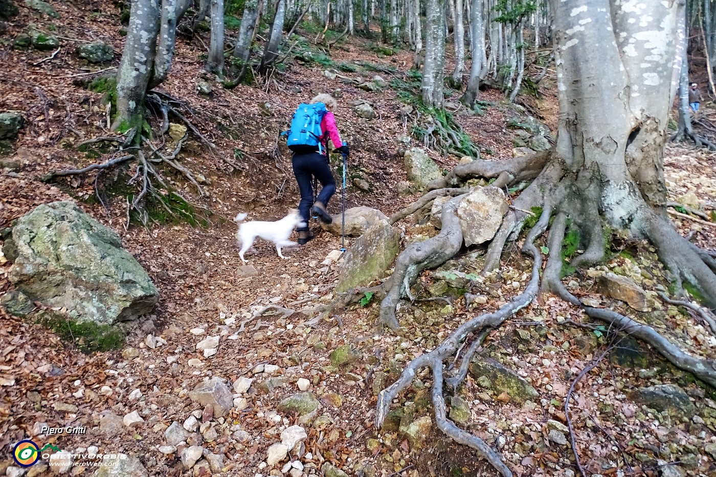 16 Salendo verso il Passo del Gandazzo in faggeta.JPG